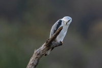 Jhalana Reserved Forest